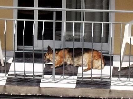 20060506134507-perriko.jpg