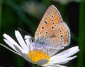 mariposa.jpg