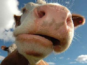muuu.jpg